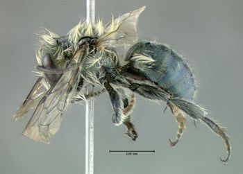 Media type: image;   Entomology 610959 Aspect: habitus lateral view